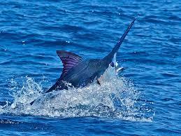 detoate - images.jpg